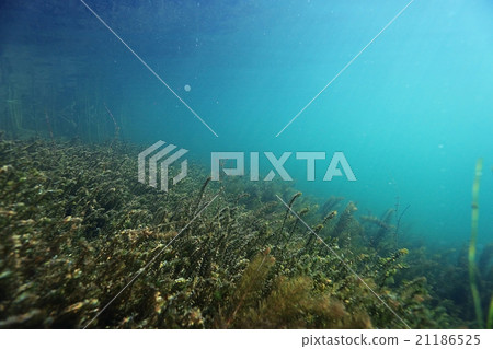 underwater scenery in the river diving 21186525