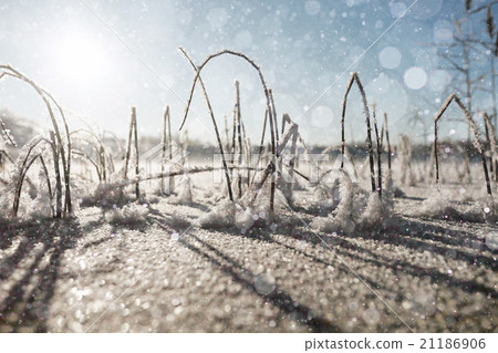 winter, grass covered with white rime 21186906