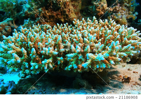small coral fish underwater 21186908