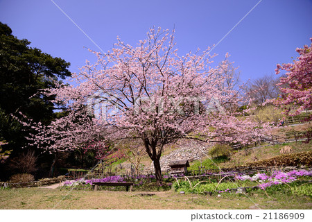 Cherry blossoms and blue sky 21186909