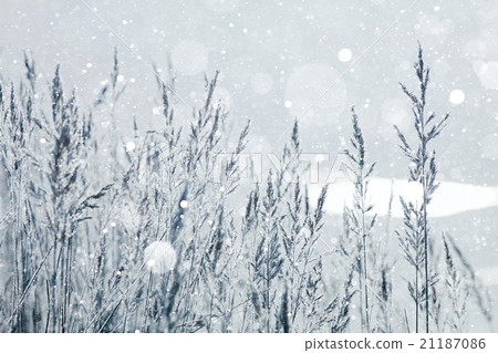 winter background dry grass snow 21187086