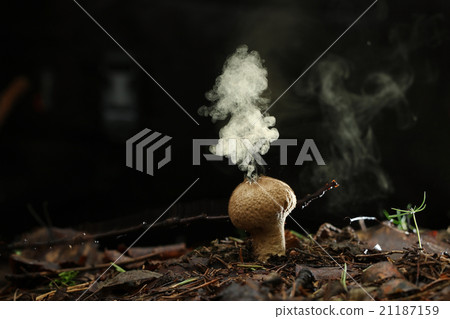 Puffball fungus spores reproduction smoke mushroom 21187159