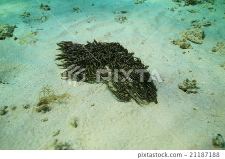 jamb of sea fish jamb of sea fish 21187188