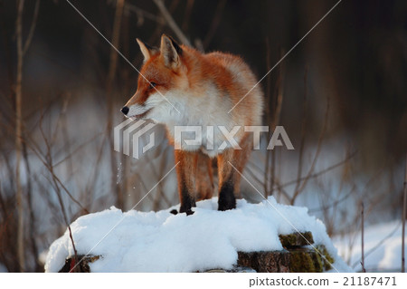 red fox in winter forest Pretty 21187471