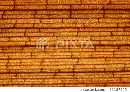 yellow brick texture plant fiber 21187625