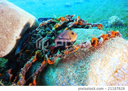 small coral fish underwater 21187626