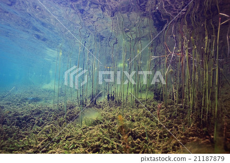Underwater World on the lake, reeds and clear water Underwater World on the lake, reeds and clear water 21187879