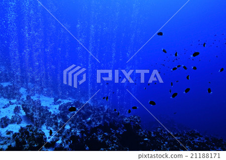 coral fish underwater background coral fish underwater background 21188171