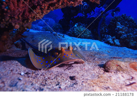 stingray on the seabed 21188178