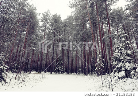 Snow in the forest landscape 21188188