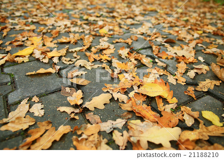 background of fallen leaves on the asphalt in the city background of fallen leaves on the asphalt in the city 21188210