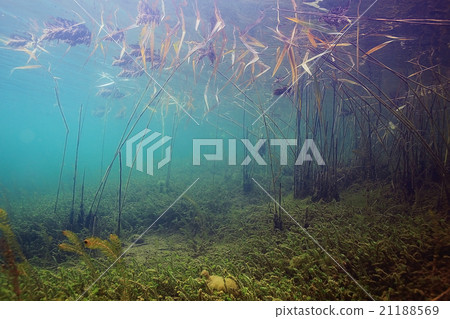 Underwater World on the lake, reeds and clear water Underwater World on the lake, reeds and clear water 21188569