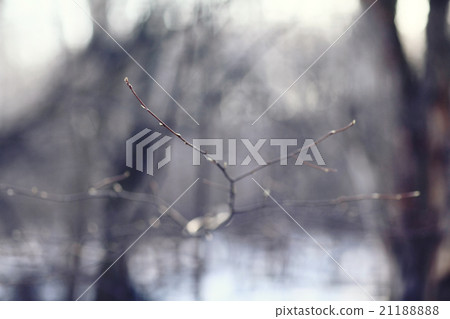 early spring landscape of the snow in the forest 21188888