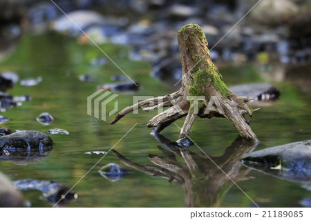 landscape snag in the swamp landscape snag in the swamp 21189085