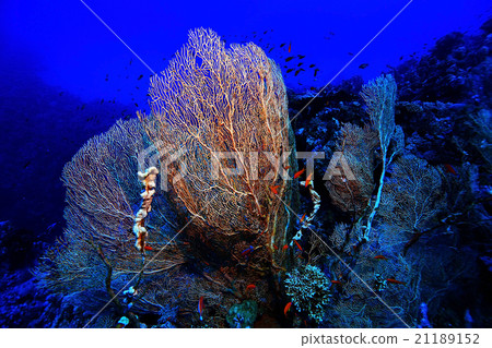 gorgonian on a coral reef 21189152
