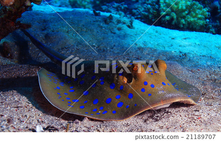 stingray on the seabed stingray on the seabed 21189707