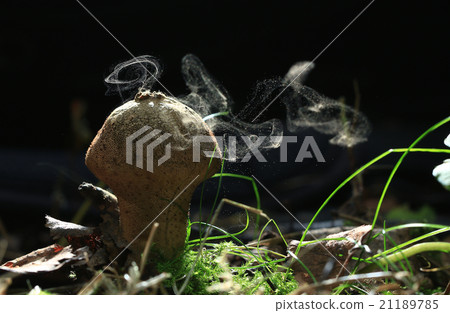 small poisonous mushroom, magic picture 21189785