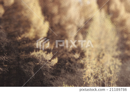 blurred background autumn leaves yellow trees 21189786