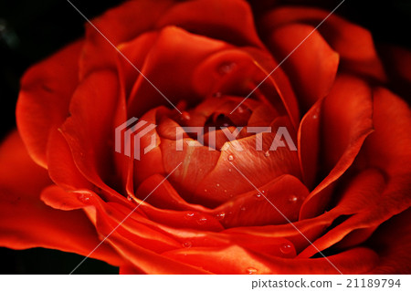 red rose flower macro 21189794