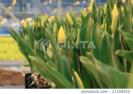 Tulips in boxes of flowers spring agriculture Tulips in boxes of flowers spring agriculture 21189910