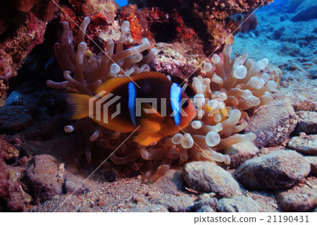 anemone fish, clown fish, underwater photo anemone fish, clown fish, underwater photo 21190431