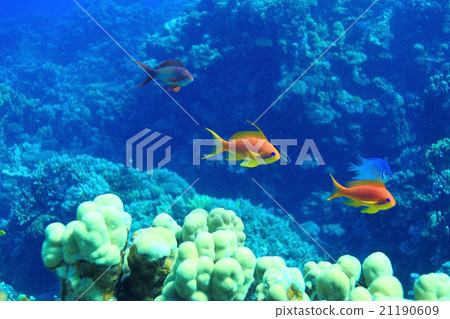 coral fish underwater background coral fish underwater background 21190609