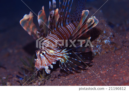 fish lionfish underwater portrait fish lionfish underwater portrait 21190812