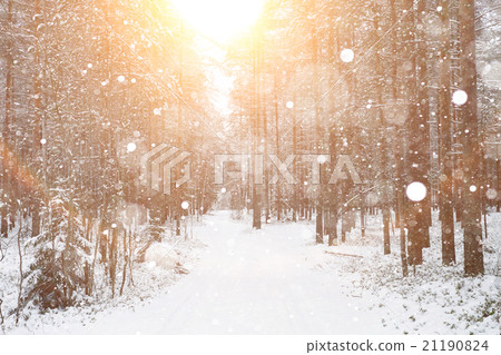 winter road in a snowy forest 21190824