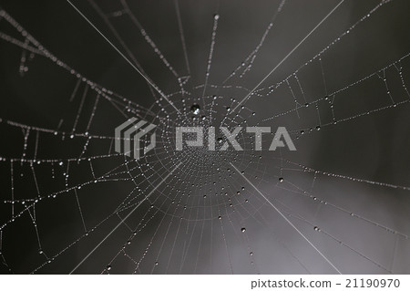 spider web in the forest 21190970