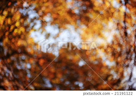 Autumn background with yellow leaves on the trees, blurred 21191122