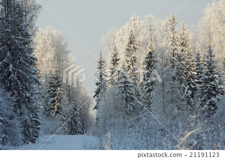 winter cold day fir forest landscape 21191123