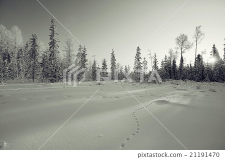 monochrome winter landscape 21191470