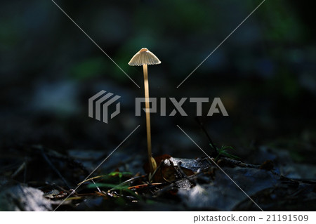 poisonous mushrooms in the forest 21191509