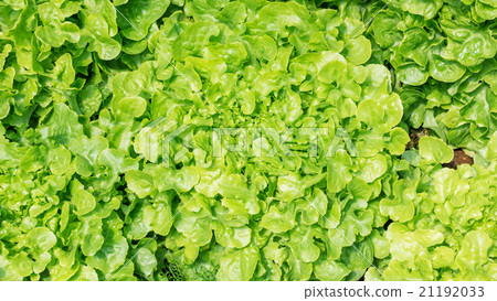 Cultivation hydroponic Green Oak Cultivation hydroponic Green Oak 21192033