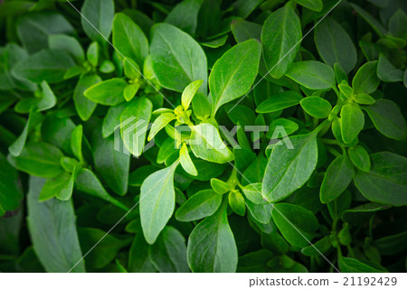 圖庫照片: basil leaves on the stems close-up