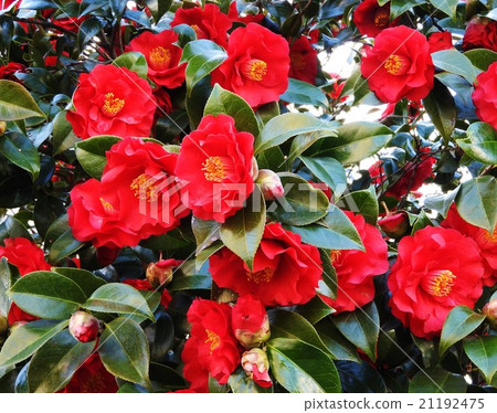 山茶花自古以來就深受日本人的喜愛。在冬季的窯爐季節,茶道成為一個山茶花,因此它具有茶花女王的代名詞。 山茶花自古以來就深受日本人的喜愛。在冬季的窯爐季節,茶道成為一個山茶花,因此它具有茶花女王的代名詞。 21192475