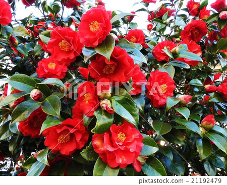 山茶花自古以來就深受日本人的喜愛。在冬季的窯爐季節，茶道成為一個山茶花，因此它具有茶花女王的代名詞。 21192479