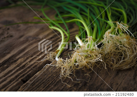 Green onion stalks and roots on old boards Green onion stalks and roots on old boards 21192480