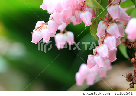 毛毛蟲樹 21192541