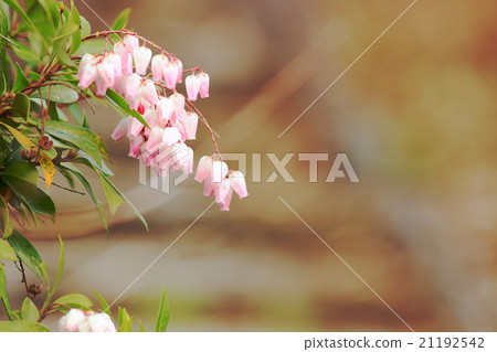 毛毛蟲樹 21192542