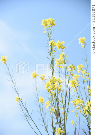 春天的形象2 春天的形象2 21192871