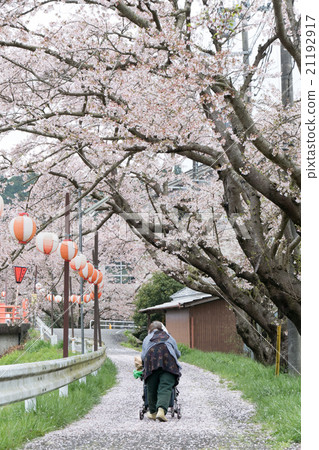 在奈良縣的水分櫻桃樹(Mikakuri Sakura)Uda市奈良縣市場 在奈良縣的水分櫻桃樹(Mikakuri Sakura)Uda市奈良縣市場 21192917