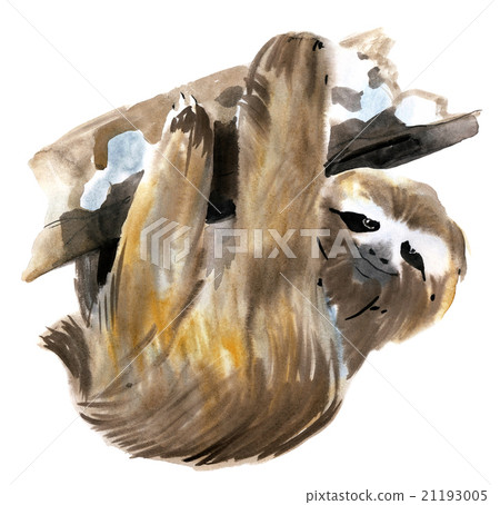 Watercolor illustration of a burgarly sloth Watercolor illustration of a burgarly sloth 21193005