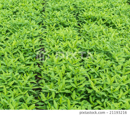 Crotalaria, cover crop improves damage farmland 21193216
