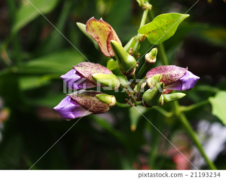 Laurel clock vine, Blue trumpet vine purple flower Laurel clock vine, Blue trumpet vine purple flower 21193234