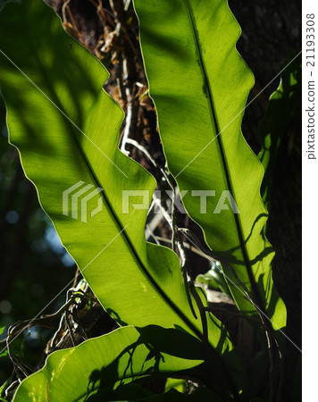 bird nest fern green leafs long with back lighting bird nest fern green leafs long with back lighting 21193308