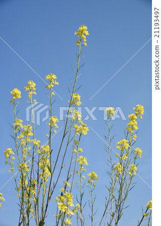 春天的形象7 21193497