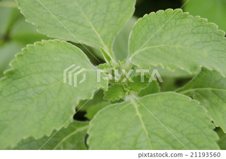 Mangiericon Mangiericon 21193560