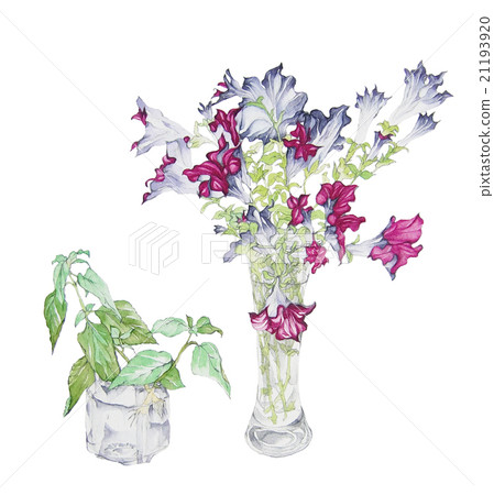 水彩例證·花·矮牽牛靜物畫圖畫 水彩例證·花·矮牽牛靜物畫圖畫 21193920