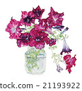 Watercolor illustration · Still life drawing of flower · petunia 21193922